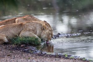 Lionesses Rufiji River Selous