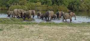 Explore Southern Tanzania Safari