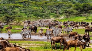 Northern Tanzania safari or Southern Tanzania safari