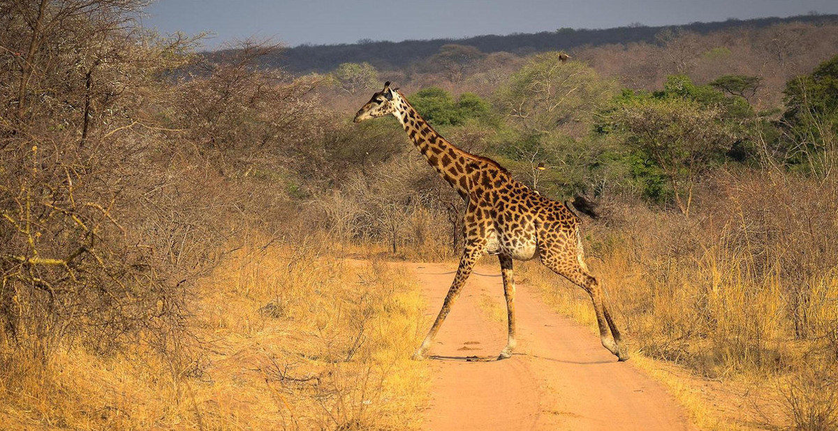 Northern Tanzania vs Southern Tanzania safari