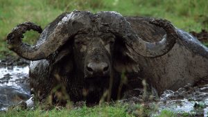 Buffalo Wallowing Selous