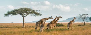 Southern Tanzania Destinations