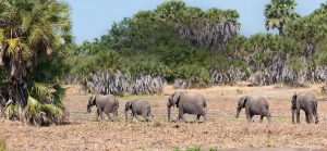 Southern Tanzania safari packages