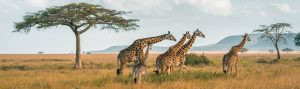 Southern Tanzania safari destinations