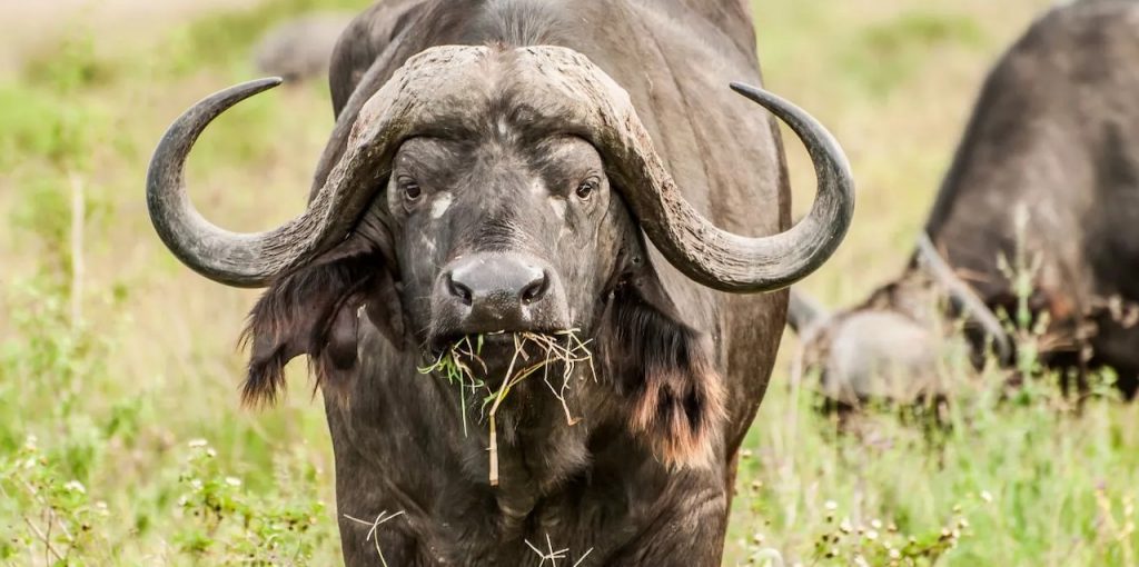 3 day safari from Zanzibar to Mikumi