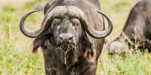 3 day safari from Zanzibar to Mikumi