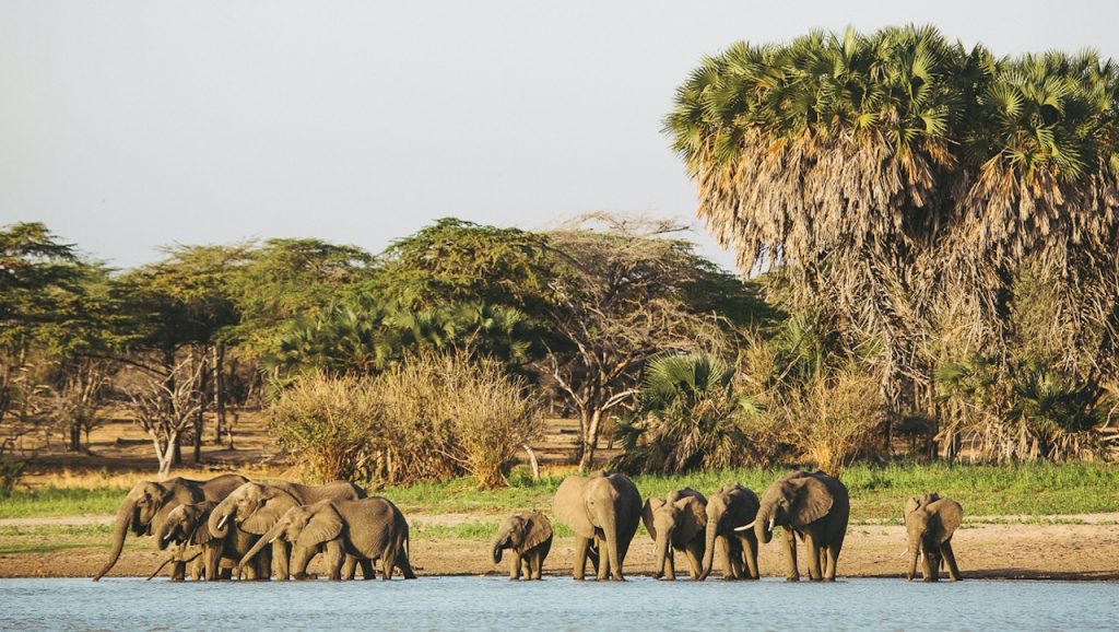 Elephants Selous Game Reserve