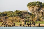 Elephants Selous Game Reserve