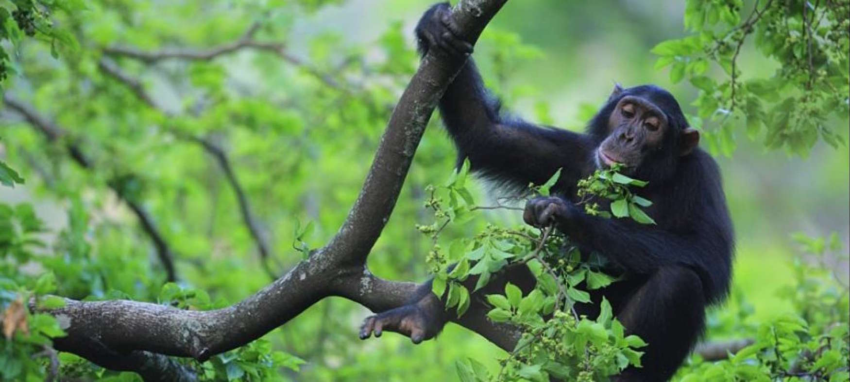 Наблюдать обезьяна. Гомбе-стрим национальный парк. Национальные парки в Танзании Гомбе стрим. Шимпанзе Танзания нац парк. Гомбе дерево.
