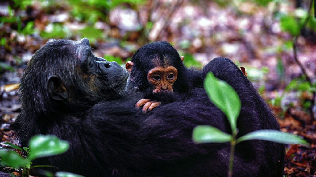 Mahale Mountains National park Tanzania