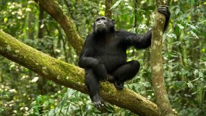 Chimpanzee Trekking safari Tanzania