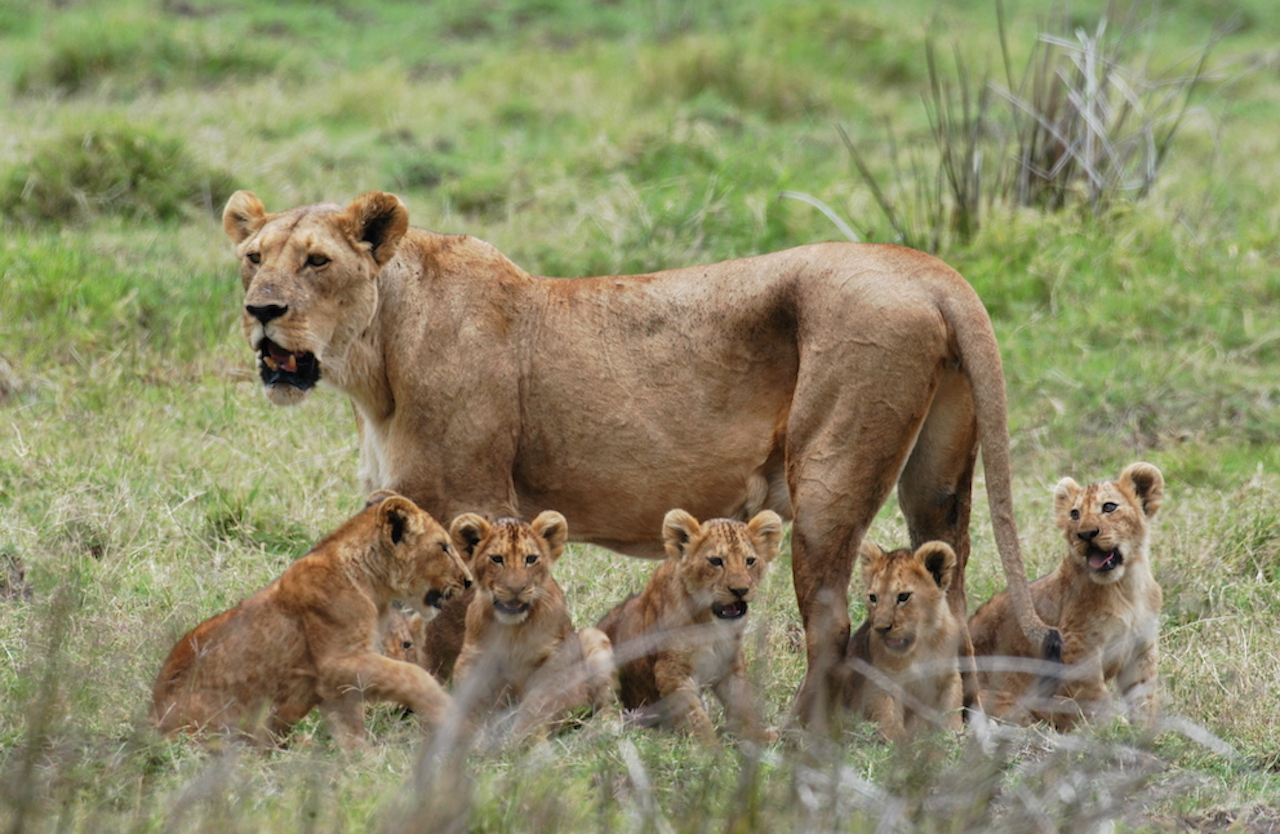 Mikumi Safari Lions