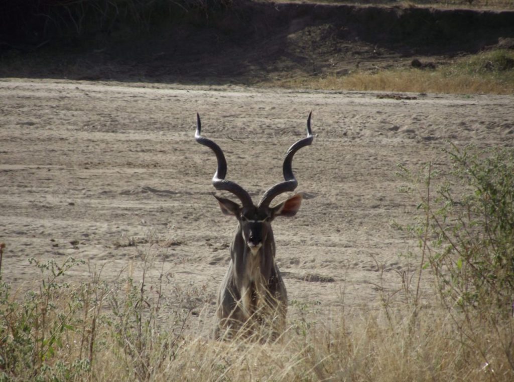 Ruaha National Park Kudu