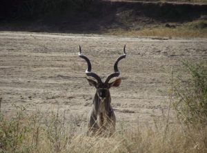 Ruaha National Park Kudu