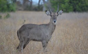 Waterbuck Saadani