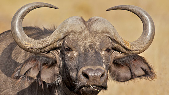 bufalos Katavi National Park
