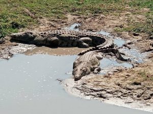 Katavi park crocodiles