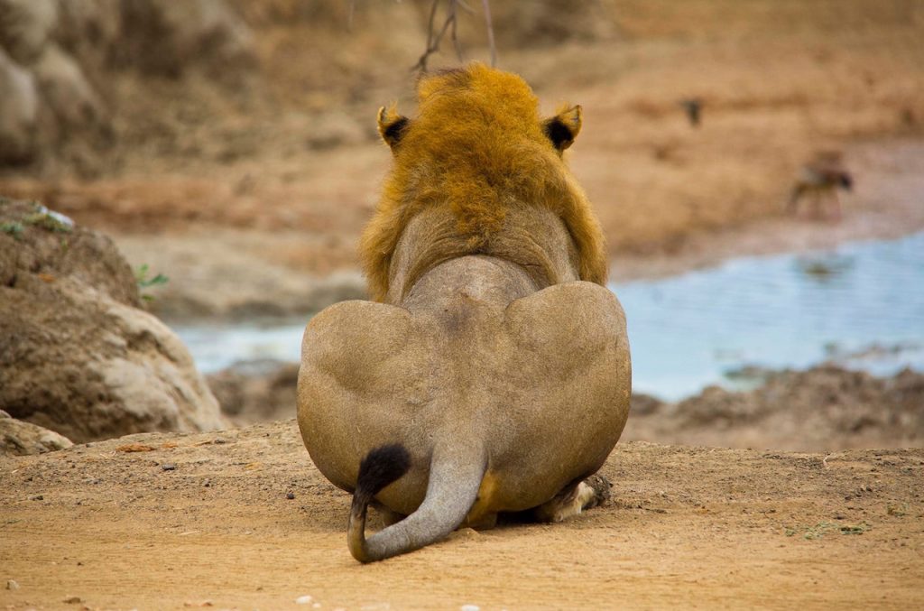 Lion at Ruaha National Park