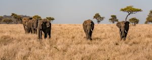 Mikumi National Park Tanzania