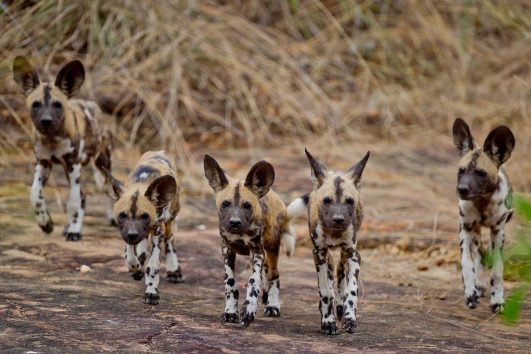 Selous safari wild dogs