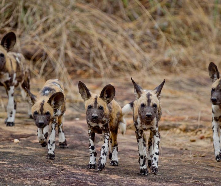 Selous safari wild dogs