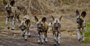 wild dogs in Selous