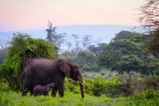 3 day Tanzania safari elephants Ngorongoro