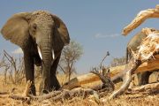 3-day safari Tanzania elephants