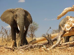 3-day safari Tanzania elephants