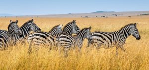 3-day safari Tanzania