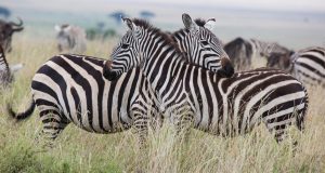 4-day Tanzania safari.