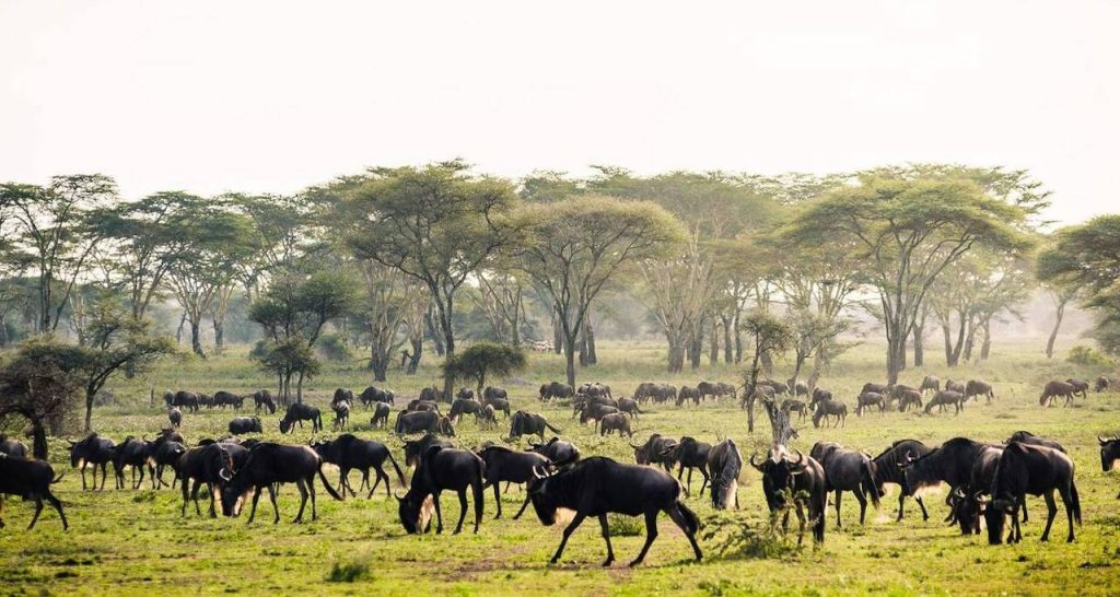 4 day safari Tanzania