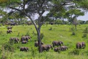 Tarangire safari 4 days elephants