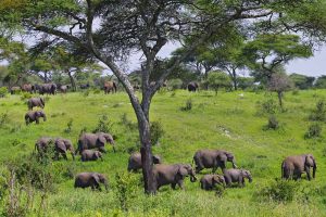 Tarangire safari 4 days elephants