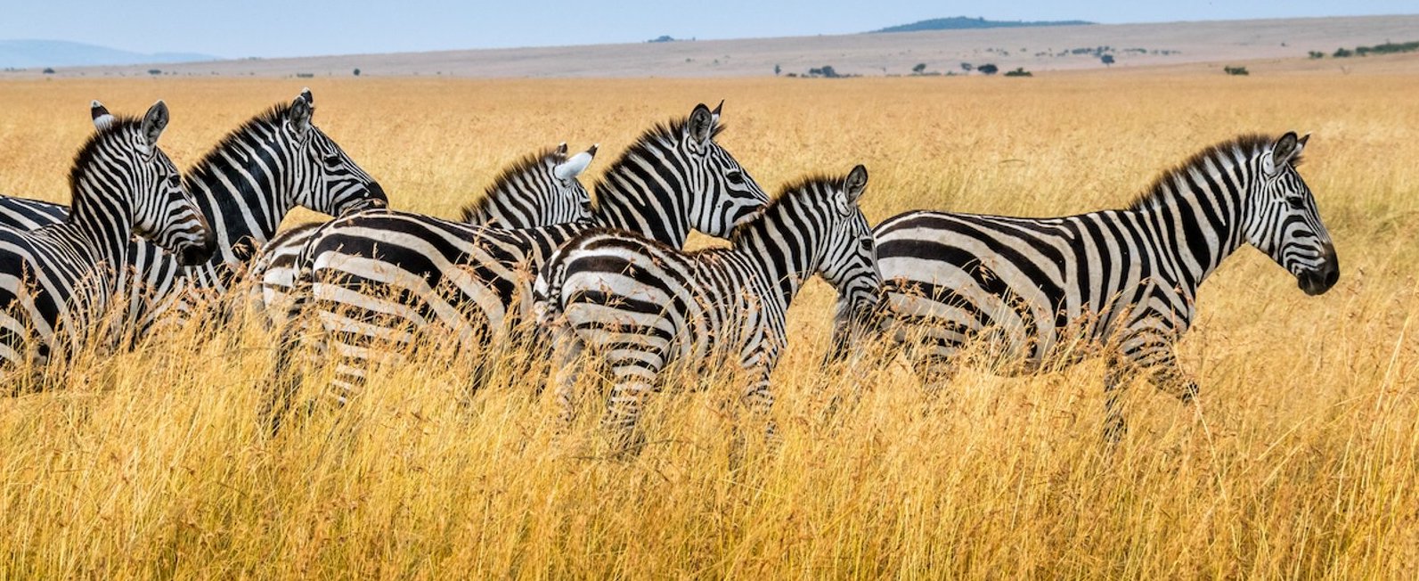 Tanzania Safari Tours