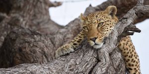 Southern Tanzania Safaris