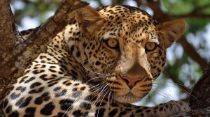 Southern Tanzania safaris leopard