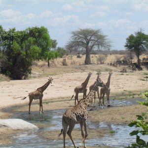 Southern Tanzania Ruaha Safari