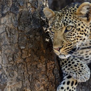 Southern Tanzania Safaris Ruaha