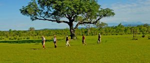 Southern Tanzania Safaris Tours