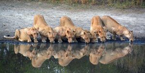 Southern Tanzania safari Selous Lionesses