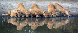 Southern-Tanzania-safari Selous Lionesses