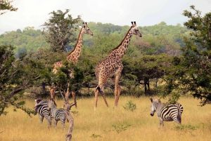 Safari from Zanzibar 1 day