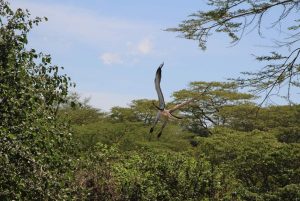 Arusha National Park Birding