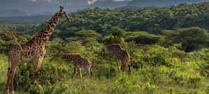 Arusha National Park animals