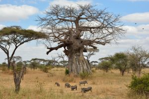 Baobab Tarangire National Park