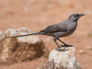 Birding at Tarangire, Ashy starling