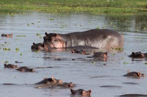 Lake Manyara Hippos