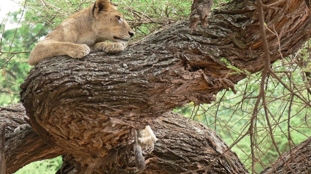 Lake Manyara National Park