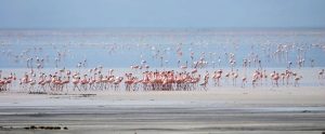 Lake Manyara Park Tanzania